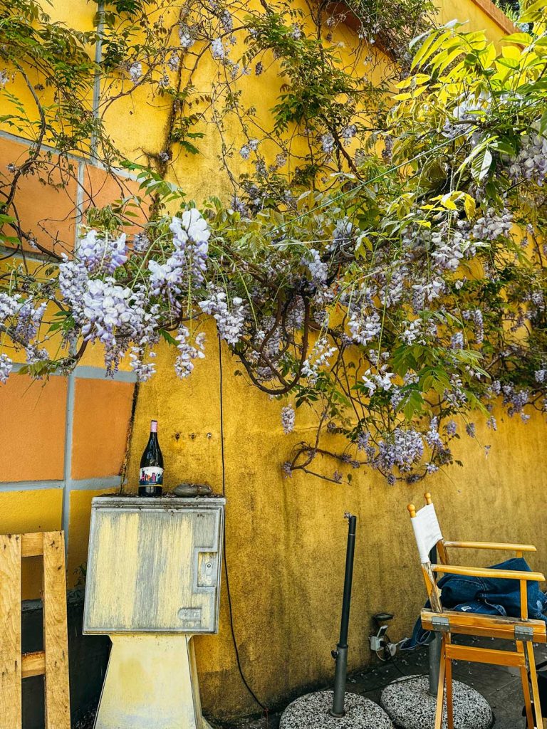 Portofino Or Cinque Terre: Which Is Better? 24 A rustic yellow wall with blooming purple wisteria vines, a wine bottle on an old cabinet, and a director-style chair creating a cozy courtyard corner.