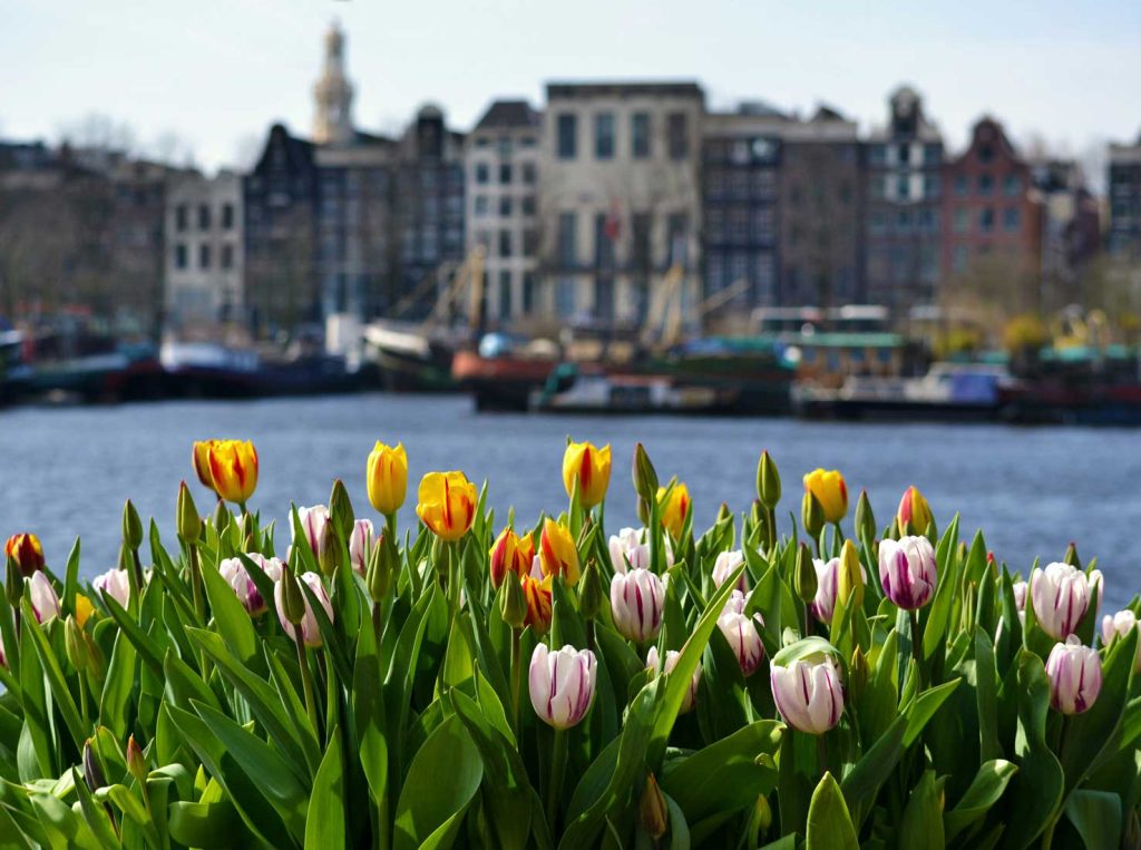 20 Best European Summer Destinations To Visit This Year 29 A vibrant bed of tulips in shades of yellow, white, and pink stands in sharp focus in the foreground, with a blurred backdrop of canal houses and boats along a river in Amsterdam.